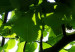 Poster Dawn - green leaves on a tree in the summer season in the middle of the day 122684 additionalThumb 11