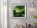 Poster Dawn - green leaves on a tree in the summer season in the middle of the day 122684 additionalThumb 6
