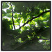 Poster Dawn - green leaves on a tree in the summer season in the middle of the day 122684 additionalThumb 24