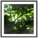 Poster Dawn - green leaves on a tree in the summer season in the middle of the day 122684 additionalThumb 17