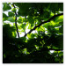 Poster Dawn - green leaves on a tree in the summer season in the middle of the day 122684