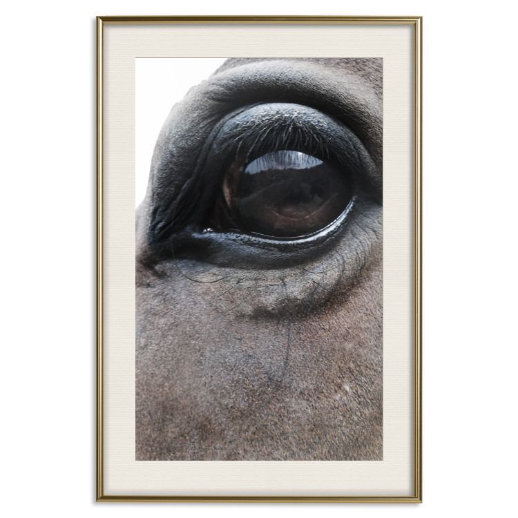 Poster Honest Eyes - close-up of a brown horse's face with a reflection in the eye 123484 additionalImage 24