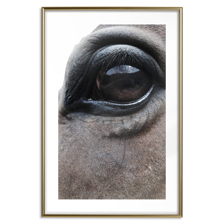 Poster Honest Eyes - close-up of a brown horse's face with a reflection in the eye 123484 additionalImage 27