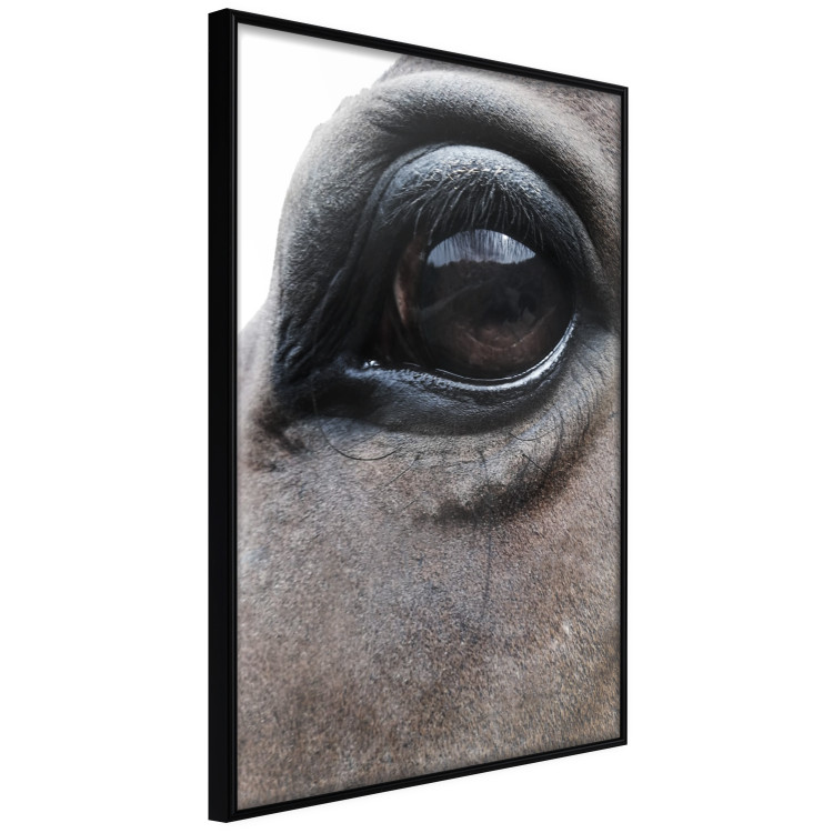 Poster Honest Eyes - close-up of a brown horse's face with a reflection in the eye 123484 additionalImage 10