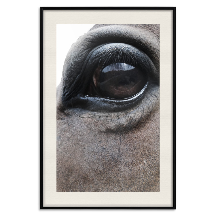 Poster Honest Eyes - close-up of a brown horse's face with a reflection in the eye 123484 additionalImage 25
