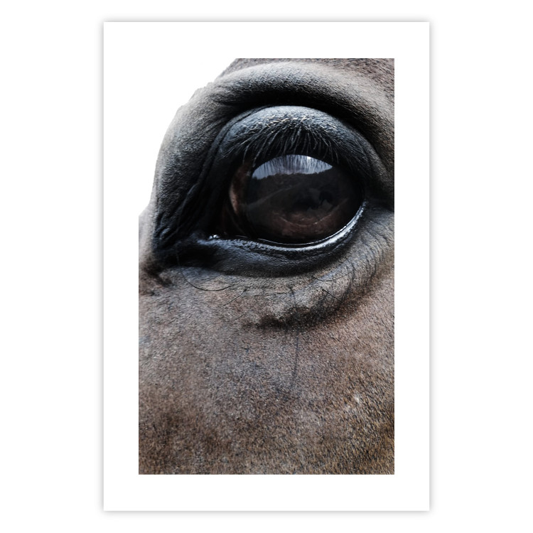Poster Honest Eyes - close-up of a brown horse's face with a reflection in the eye 123484 additionalImage 18