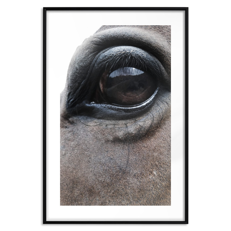 Poster Honest Eyes - close-up of a brown horse's face with a reflection in the eye 123484 additionalImage 19