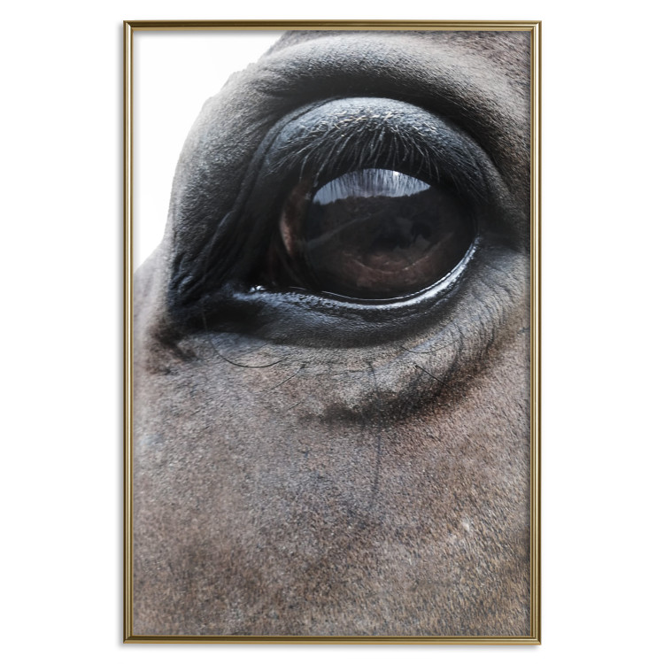 Poster Honest Eyes - close-up of a brown horse's face with a reflection in the eye 123484 additionalImage 20