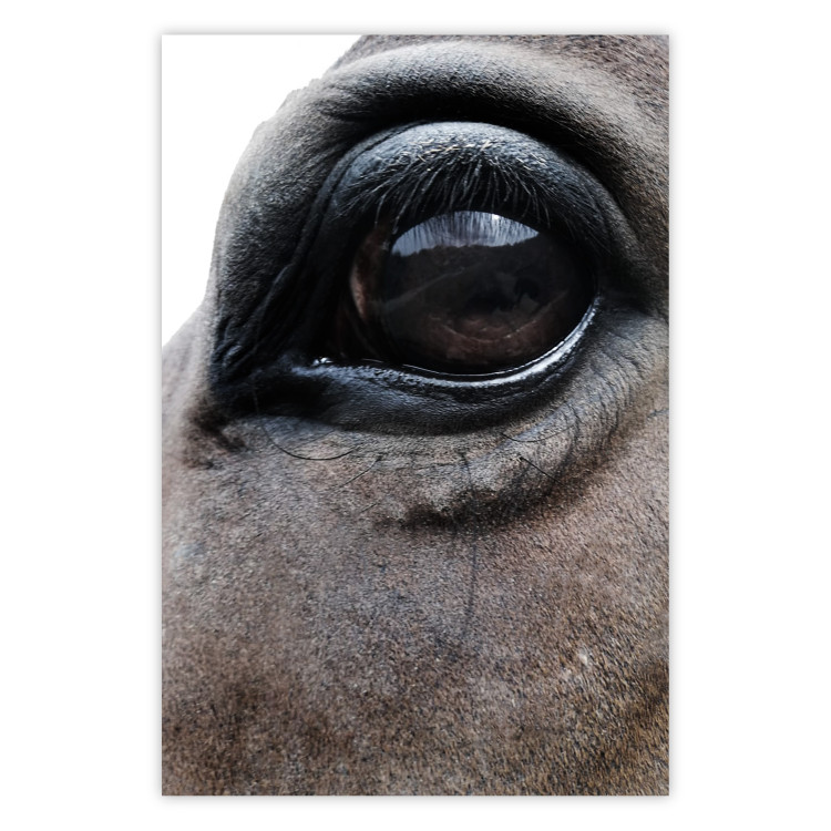 Poster Honest Eyes - close-up of a brown horse's face with a reflection in the eye 123484