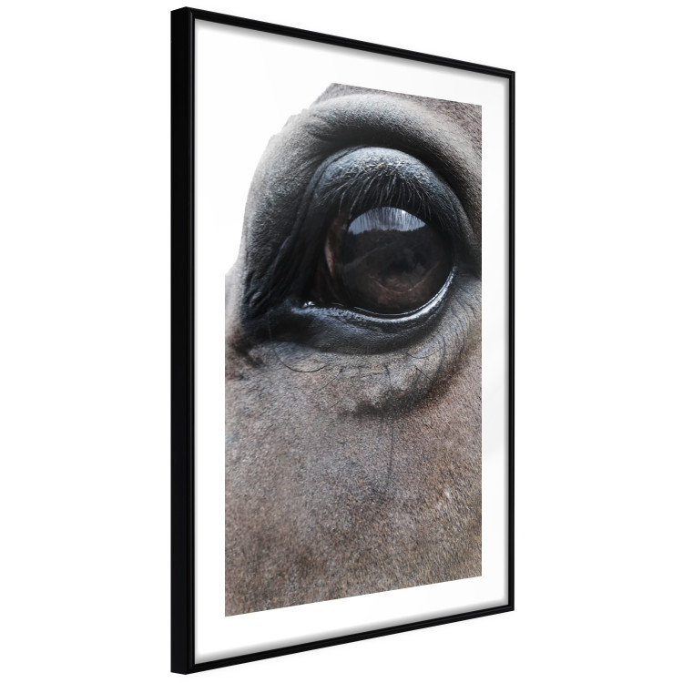 Poster Honest Eyes - close-up of a brown horse's face with a reflection in the eye 123484 additionalImage 11