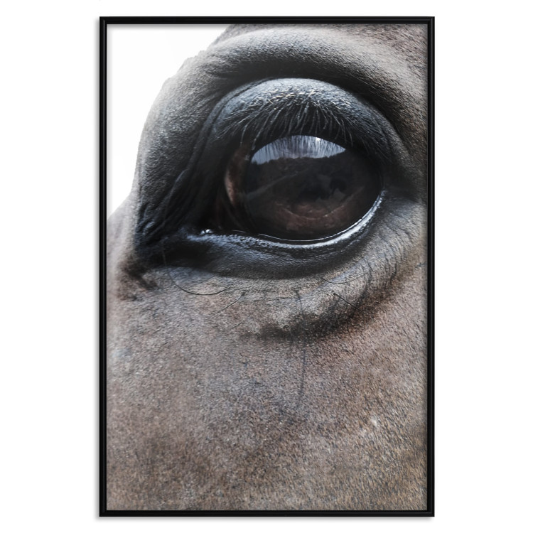 Poster Honest Eyes - close-up of a brown horse's face with a reflection in the eye 123484 additionalImage 16
