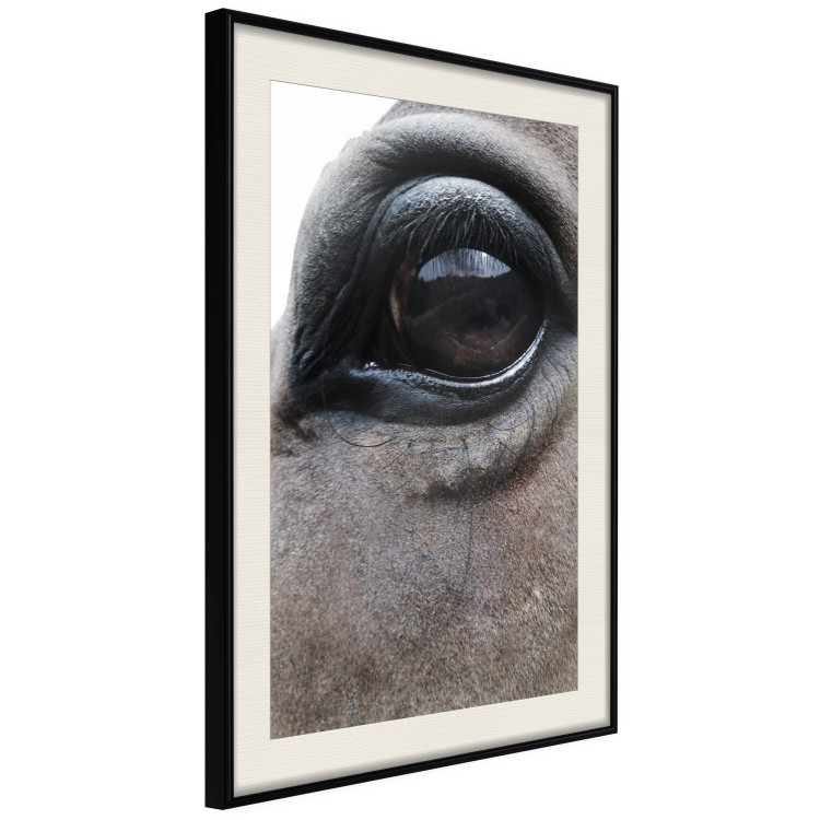 Poster Honest Eyes - close-up of a brown horse's face with a reflection in the eye 123484 additionalImage 3