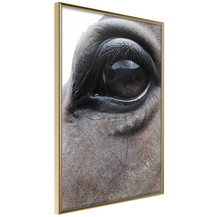 Poster Honest Eyes - close-up of a brown horse's face with a reflection in the eye 123484 additionalImage 12