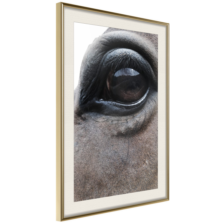 Poster Honest Eyes - close-up of a brown horse's face with a reflection in the eye 123484 additionalImage 2
