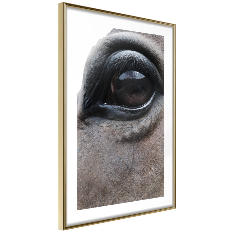 Poster Honest Eyes - close-up of a brown horse's face with a reflection in the eye 123484 additionalImage 8