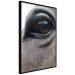 Poster Honest Eyes - close-up of a brown horse's face with a reflection in the eye 123484 additionalThumb 10