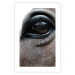 Poster Honest Eyes - close-up of a brown horse's face with a reflection in the eye 123484 additionalThumb 18