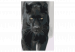 Paint by Number Kit Black Panther 134884 additionalThumb 7