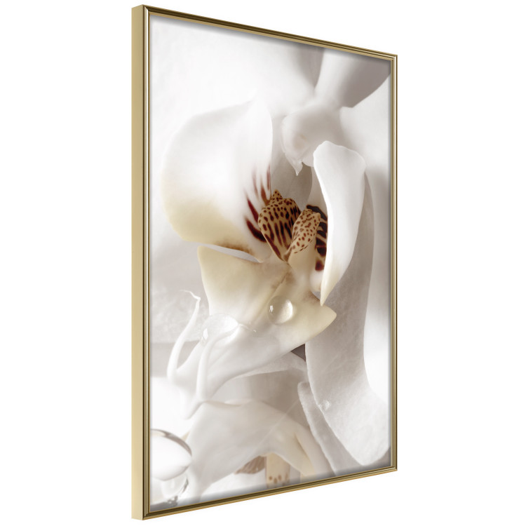 Poster Drop of Dream - velvety composition of a magnolia flower on a white background 134984 additionalImage 14