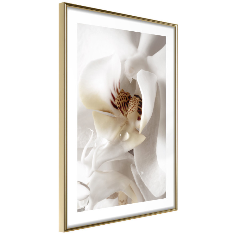 Poster Drop of Dream - velvety composition of a magnolia flower on a white background 134984 additionalImage 7