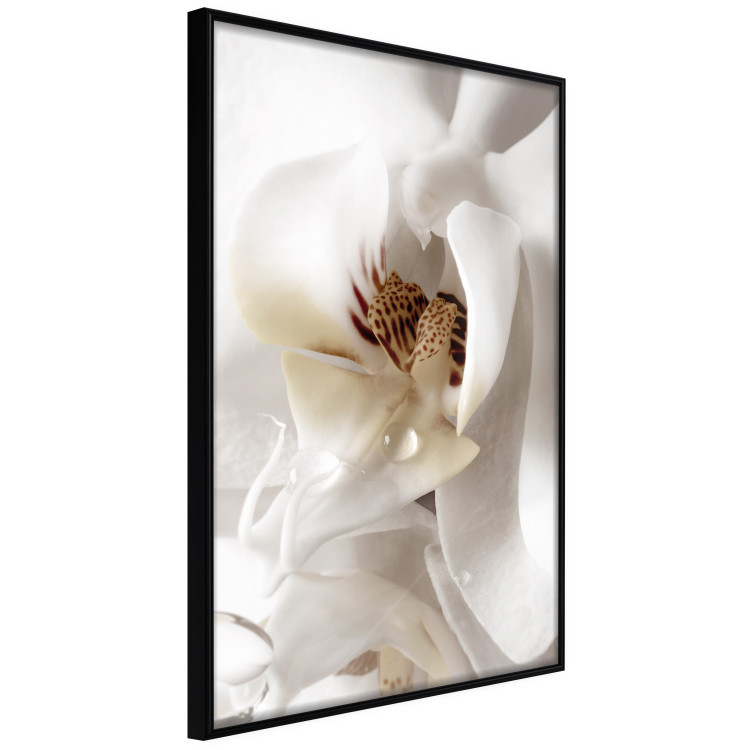 Poster Drop of Dream - velvety composition of a magnolia flower on a white background 134984 additionalImage 13