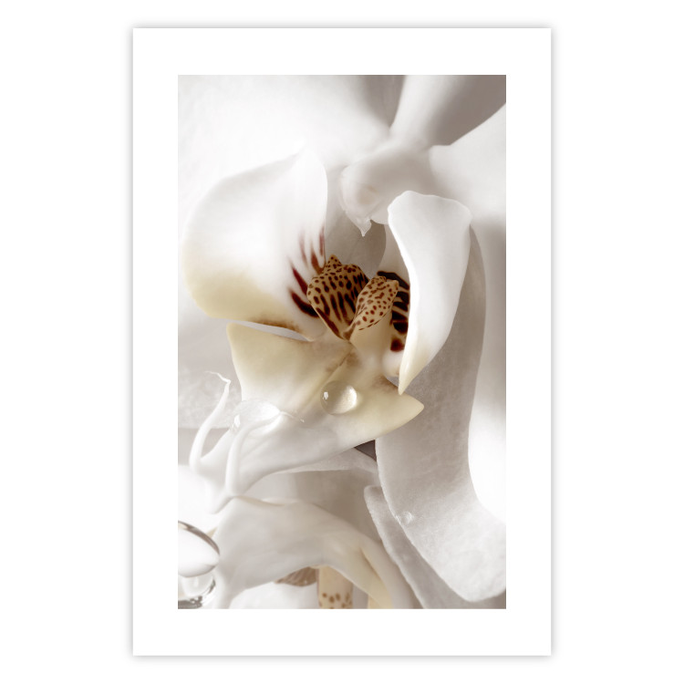 Poster Drop of Dream - velvety composition of a magnolia flower on a white background 134984 additionalImage 25