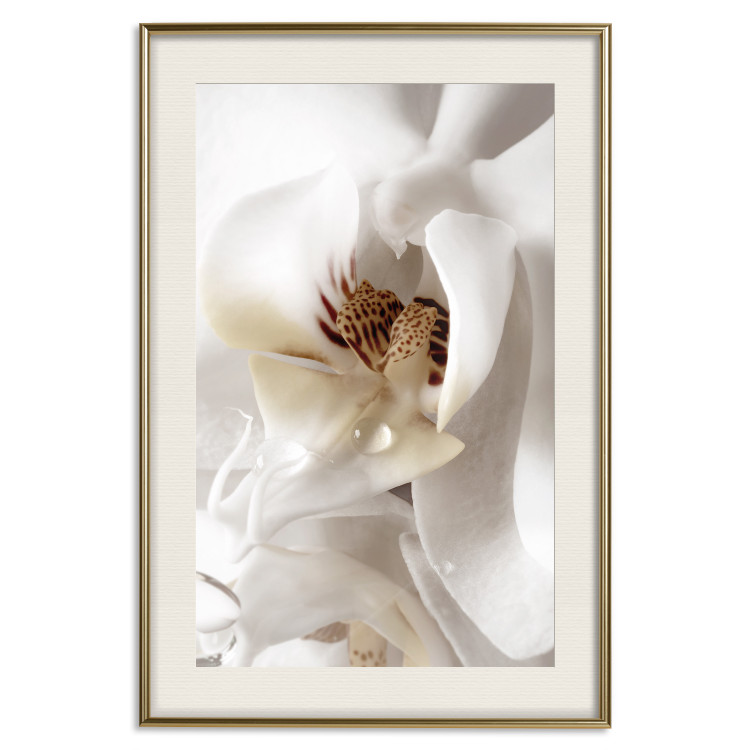 Poster Drop of Dream - velvety composition of a magnolia flower on a white background 134984 additionalImage 20