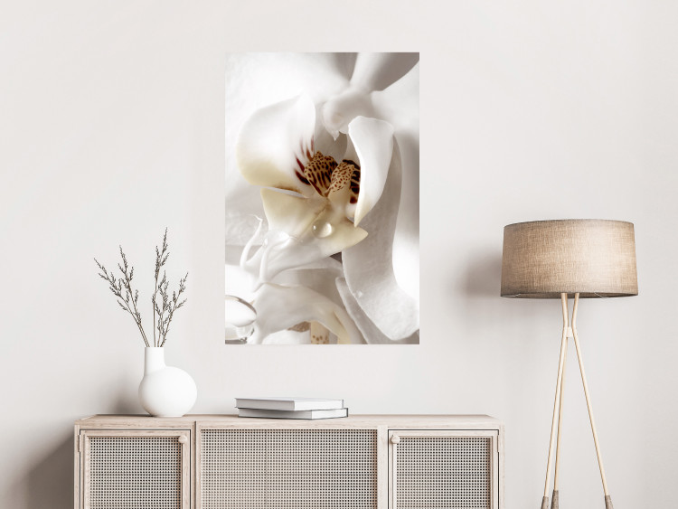 Poster Drop of Dream - velvety composition of a magnolia flower on a white background 134984 additionalImage 2