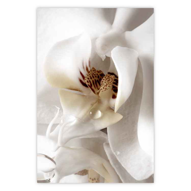 Poster Drop of Dream - velvety composition of a magnolia flower on a white background 134984