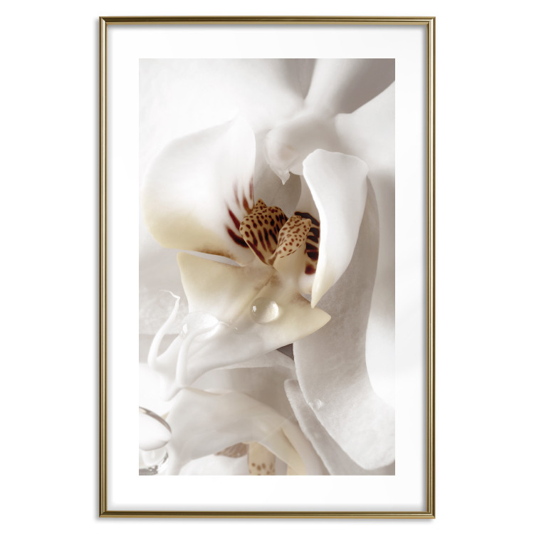 Poster Drop of Dream - velvety composition of a magnolia flower on a white background 134984 additionalImage 16