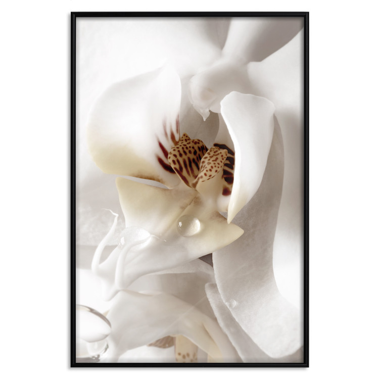 Poster Drop of Dream - velvety composition of a magnolia flower on a white background 134984 additionalImage 16