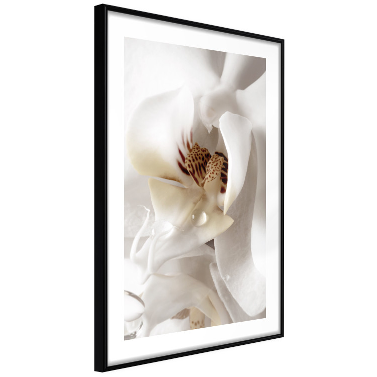 Poster Drop of Dream - velvety composition of a magnolia flower on a white background 134984 additionalImage 8
