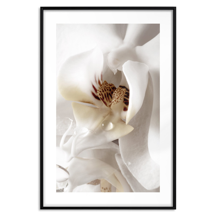 Poster Drop of Dream - velvety composition of a magnolia flower on a white background 134984 additionalImage 17