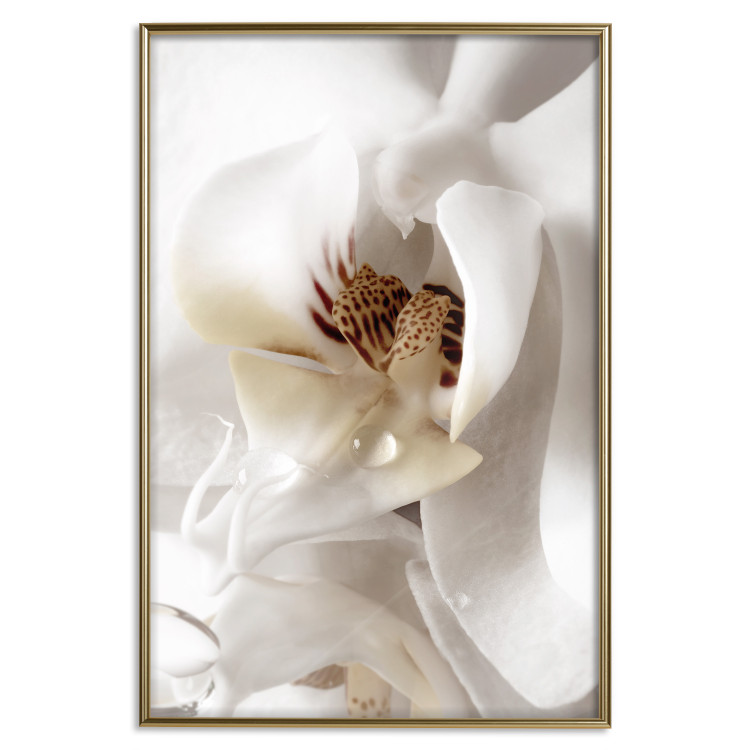 Poster Drop of Dream - velvety composition of a magnolia flower on a white background 134984 additionalImage 21
