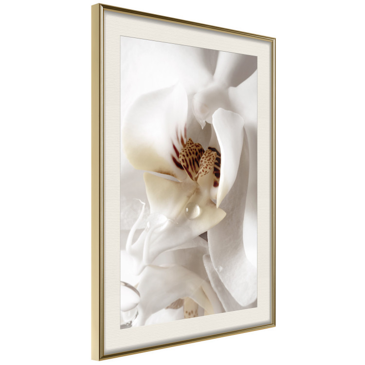 Poster Drop of Dream - velvety composition of a magnolia flower on a white background 134984 additionalImage 3
