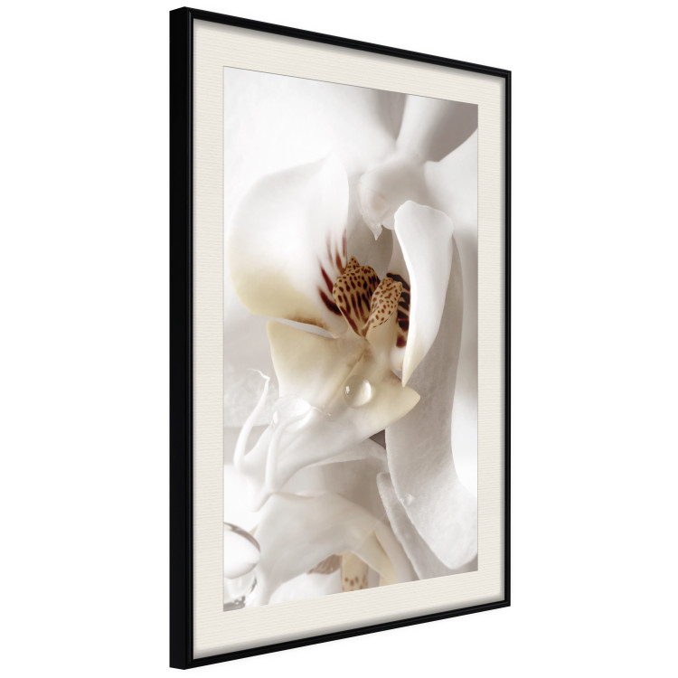 Poster Drop of Dream - velvety composition of a magnolia flower on a white background 134984 additionalImage 2