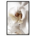 Poster Drop of Dream - velvety composition of a magnolia flower on a white background 134984 additionalThumb 18