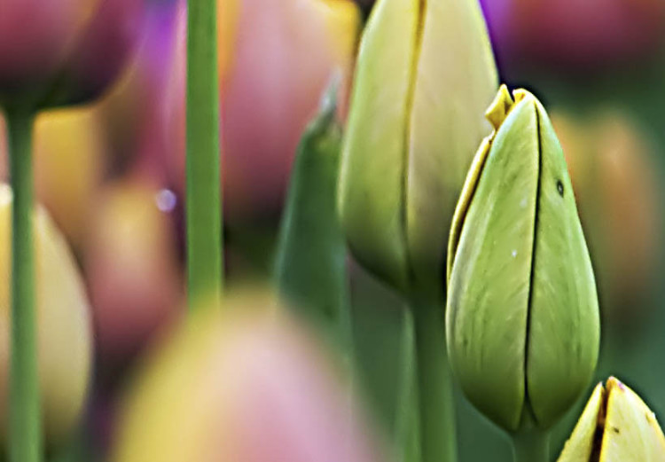 Canvas Print Rainbow-hued tulips 58484 additionalImage 3