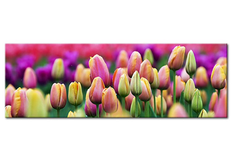 Canvas Print Rainbow-hued tulips 58484