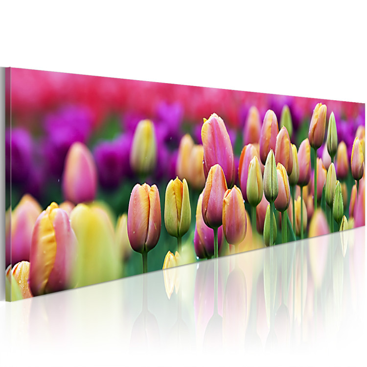 Canvas Print Rainbow-hued tulips 58484 additionalImage 2