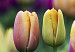 Canvas Print Rainbow-hued tulips 58484 additionalThumb 4