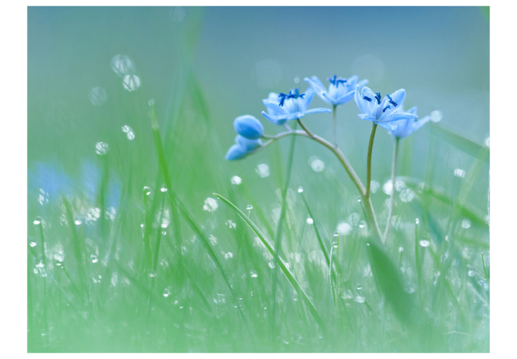 Wall Mural Meadow - In the Glow of the Morning Sun - Flower with Water Droplets on a Sky Background 60484 additionalImage 1