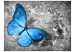 Photo Wallpaper Insect World - Beautiful blue butterfly on a gray retro pattern background 61284 additionalThumb 1