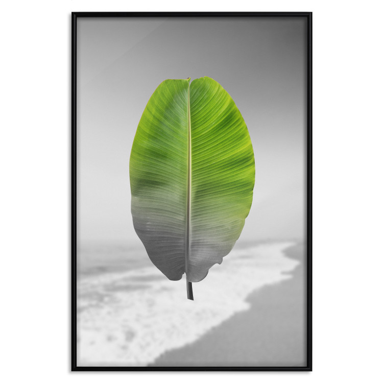 Poster Banana Leaf - Green tropical plant on a gray landscape 114394 additionalImage 18
