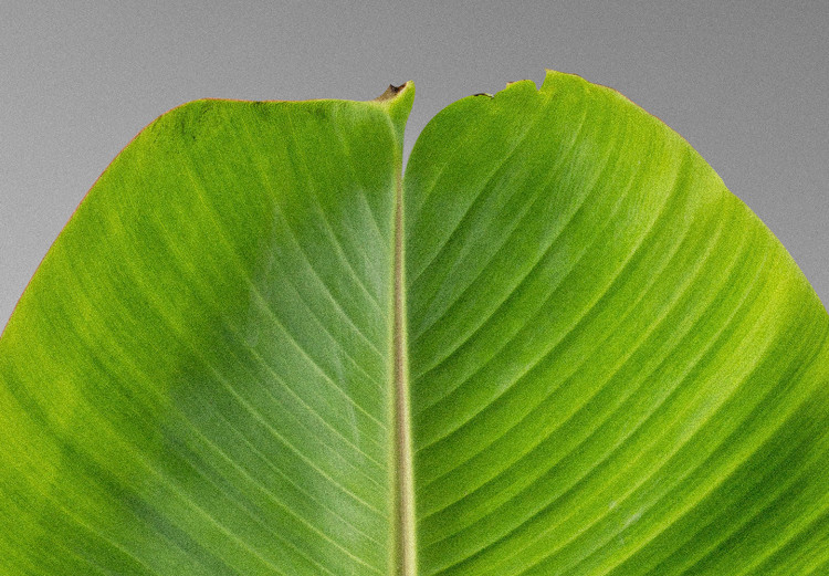 Poster Banana Leaf - Green tropical plant on a gray landscape 114394 additionalImage 11