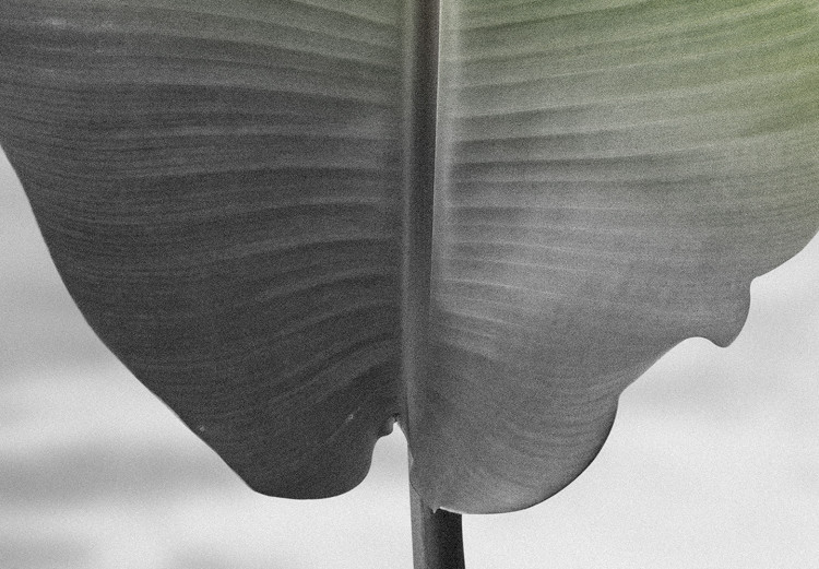 Poster Banana Leaf - Green tropical plant on a gray landscape 114394 additionalImage 10