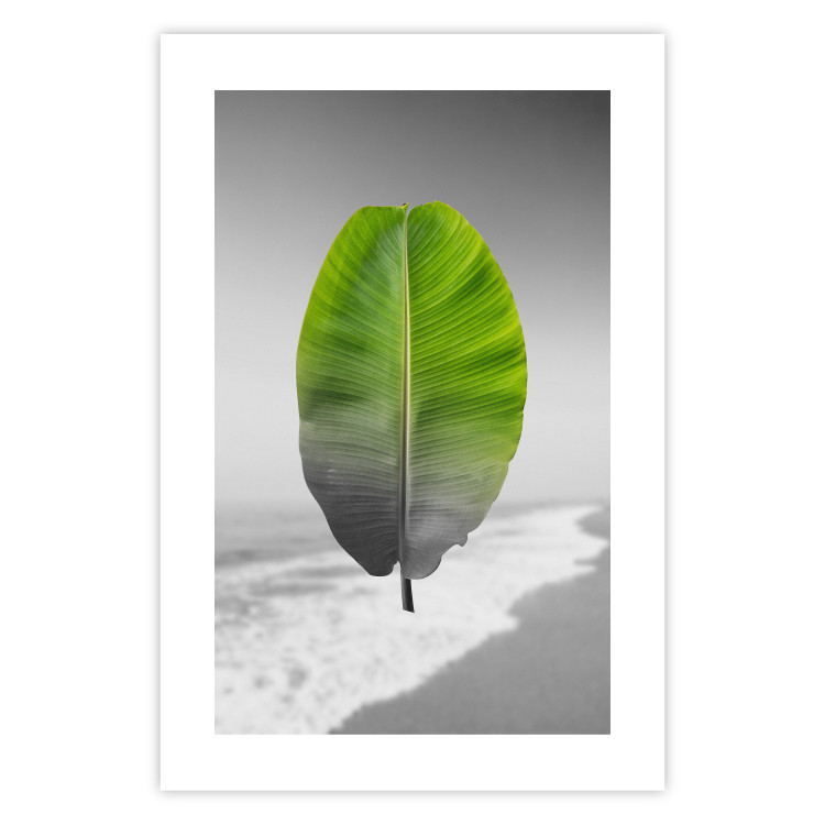 Poster Banana Leaf - Green tropical plant on a gray landscape 114394 additionalImage 25