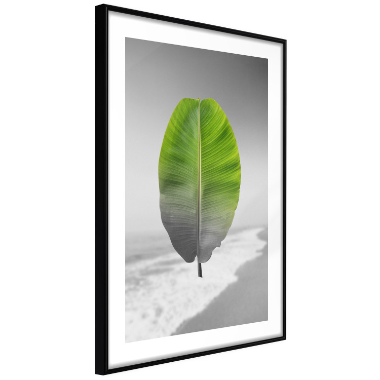 Poster Banana Leaf - Green tropical plant on a gray landscape 114394 additionalImage 11