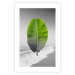 Poster Banana Leaf - Green tropical plant on a gray landscape 114394 additionalThumb 25