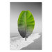 Poster Banana Leaf - Green tropical plant on a gray landscape 114394